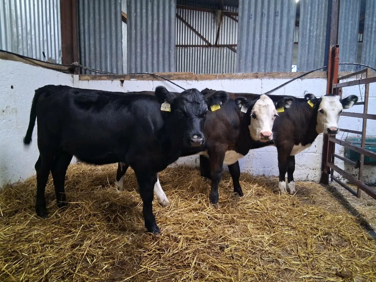 10 Heifer Weanling - Image 1