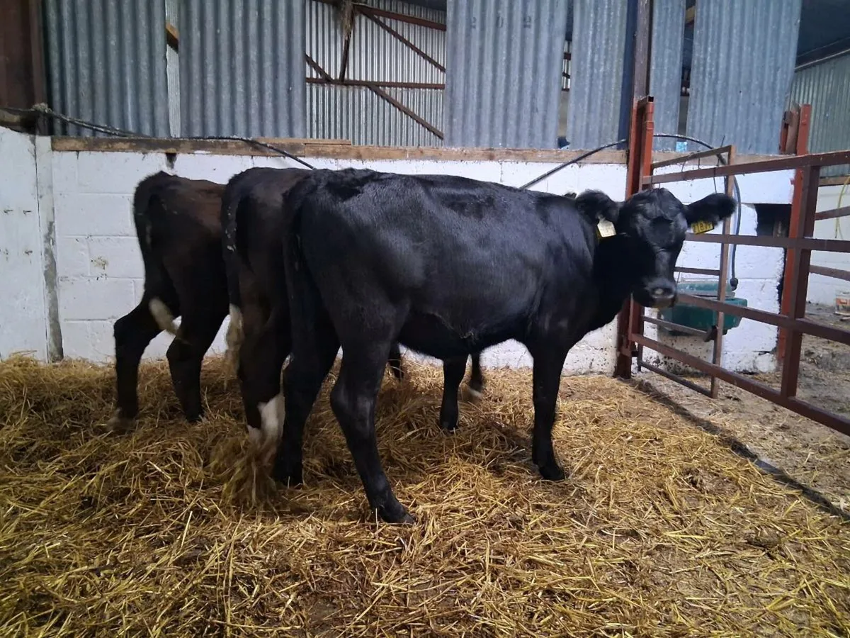 10 Heifer Weanling - Image 2