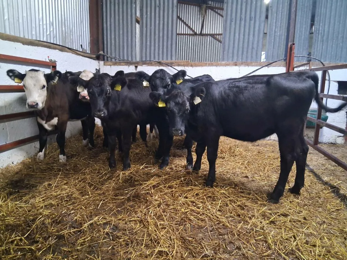 10 Heifer Weanling - Image 3