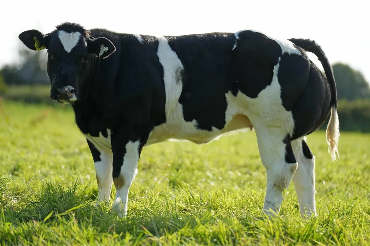 Beef cattle - Image 2