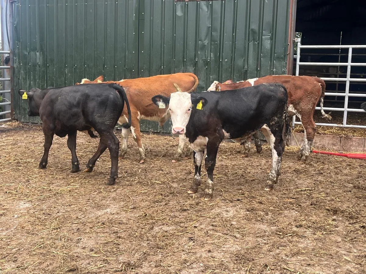 5 super  Angus  and Hereford bull weanlings - Image 1