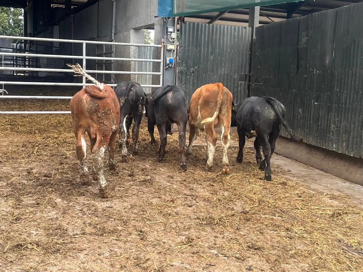 5 super  Angus  and Hereford bull weanlings - Image 2