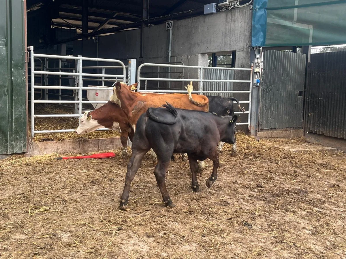 5 super  Angus  and Hereford bull weanlings - Image 3