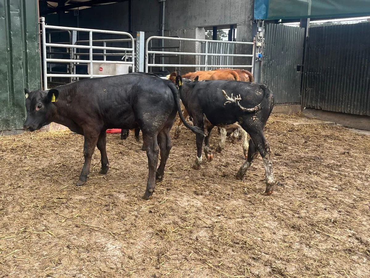 5 super  Angus  and Hereford bull weanlings - Image 4