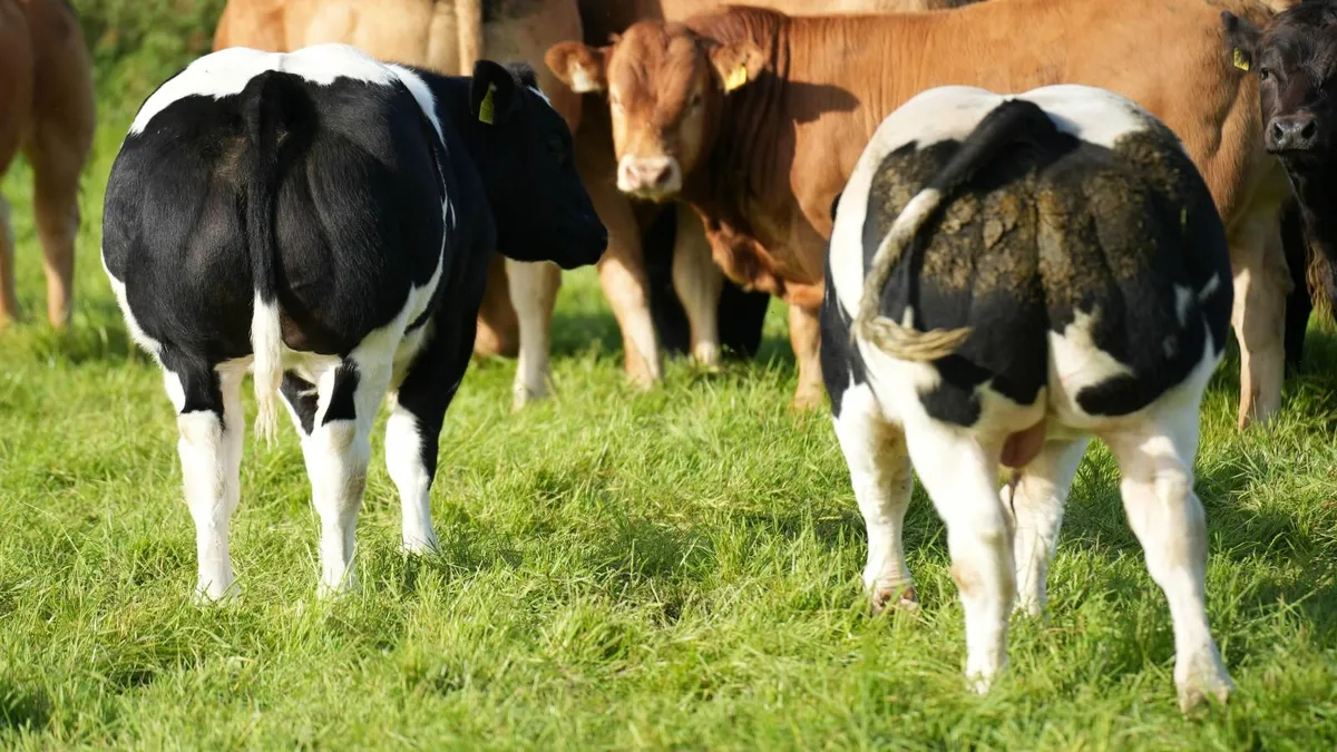 Beef cattle - Image 3