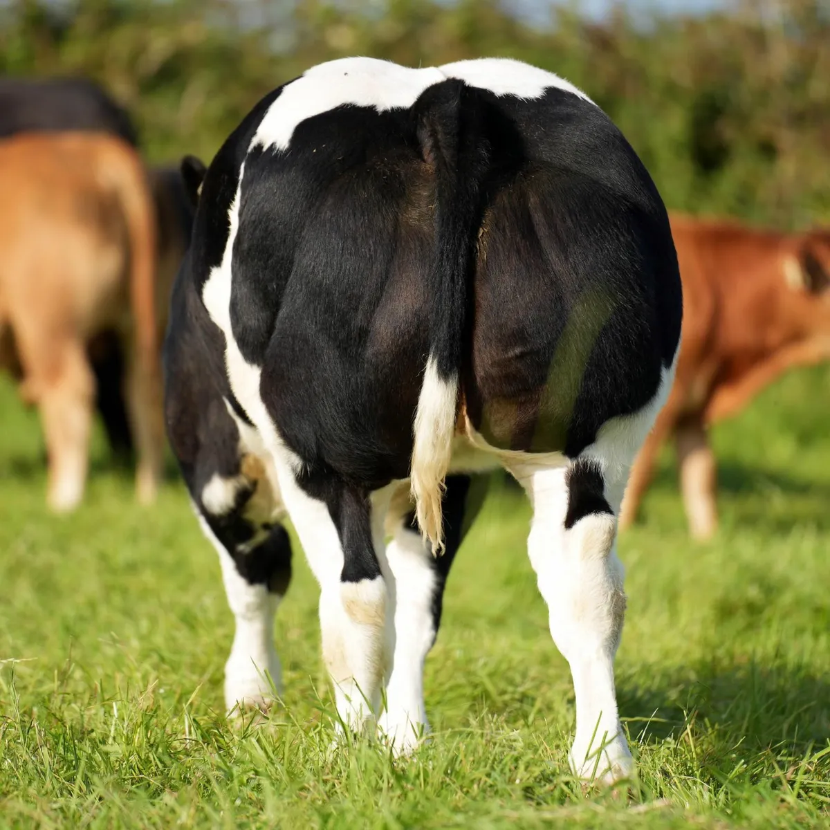 Beef cattle - Image 4