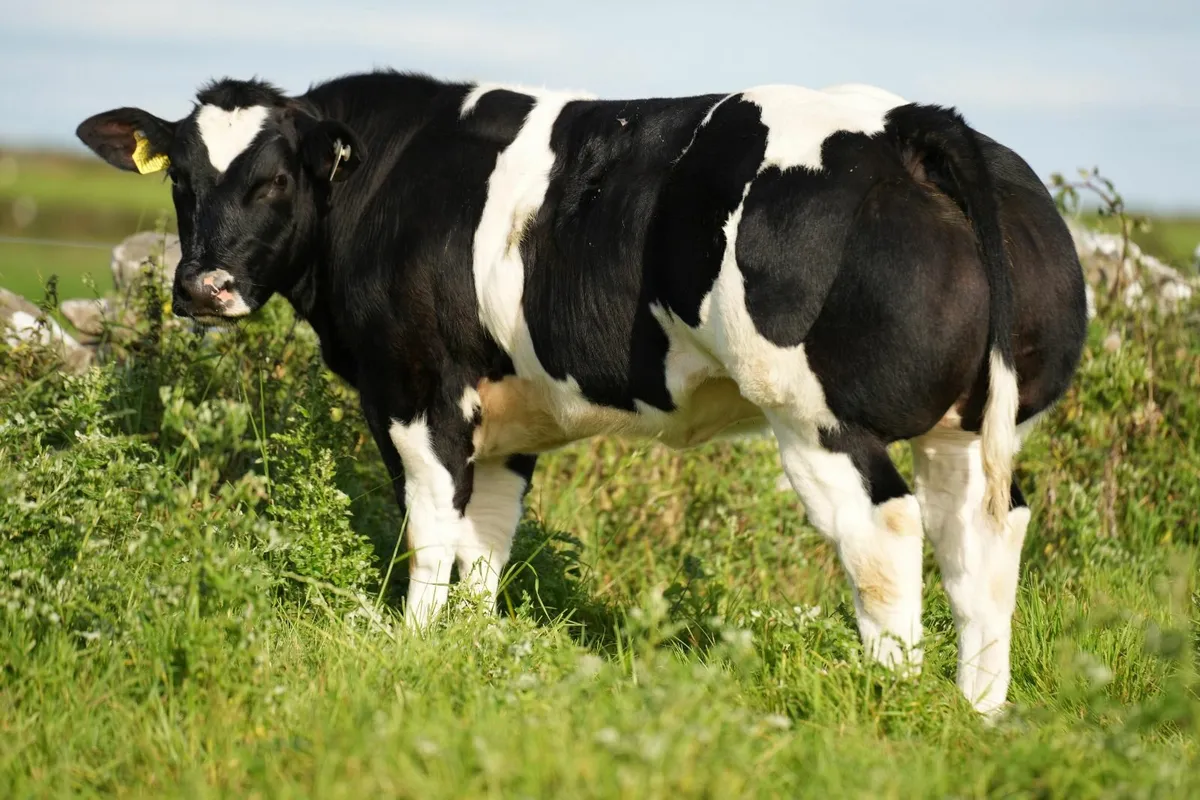 Beef cattle - Image 1