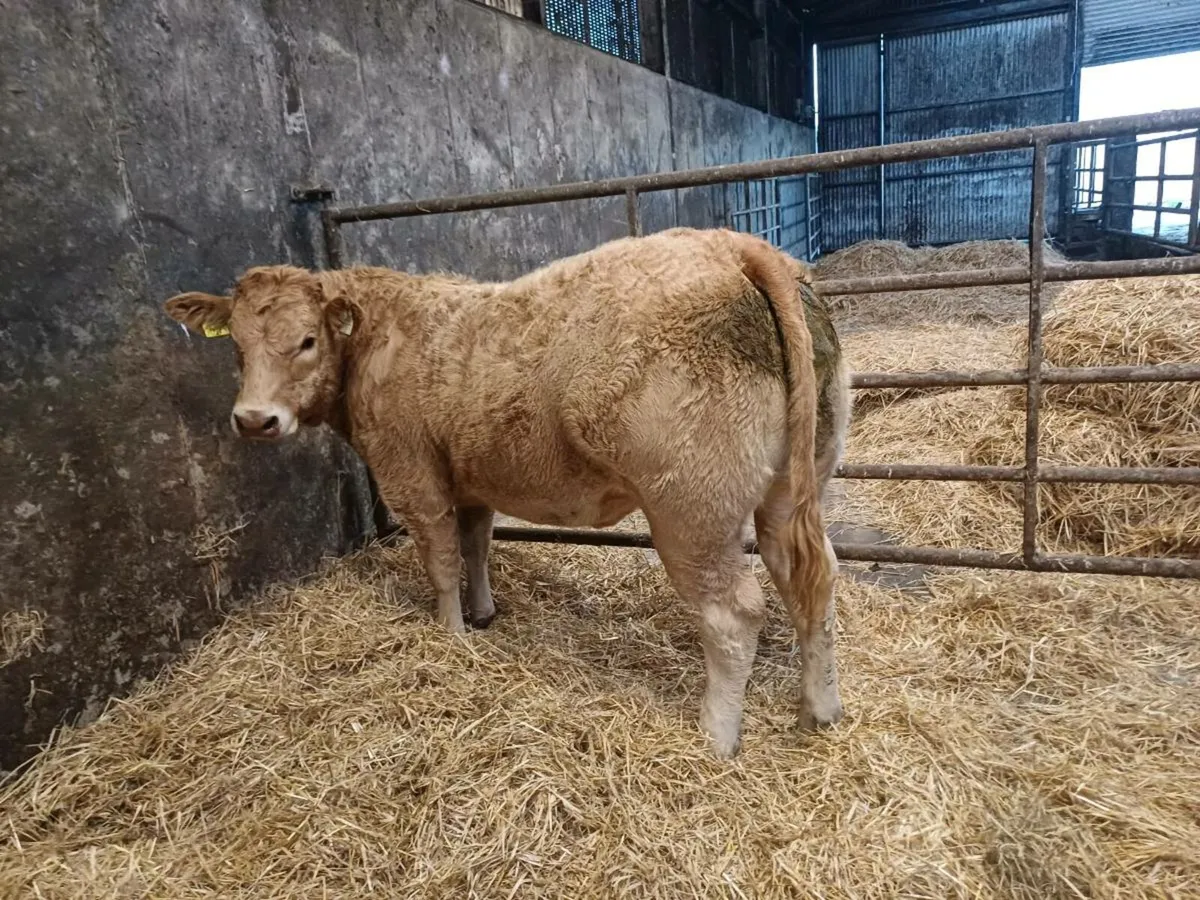 Roan Heifers - Image 3