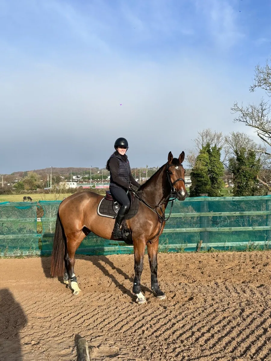 4 year old gelding - Image 1