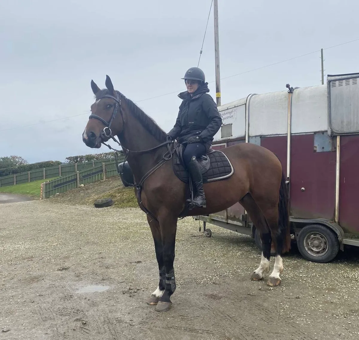 4 year old gelding - Image 2