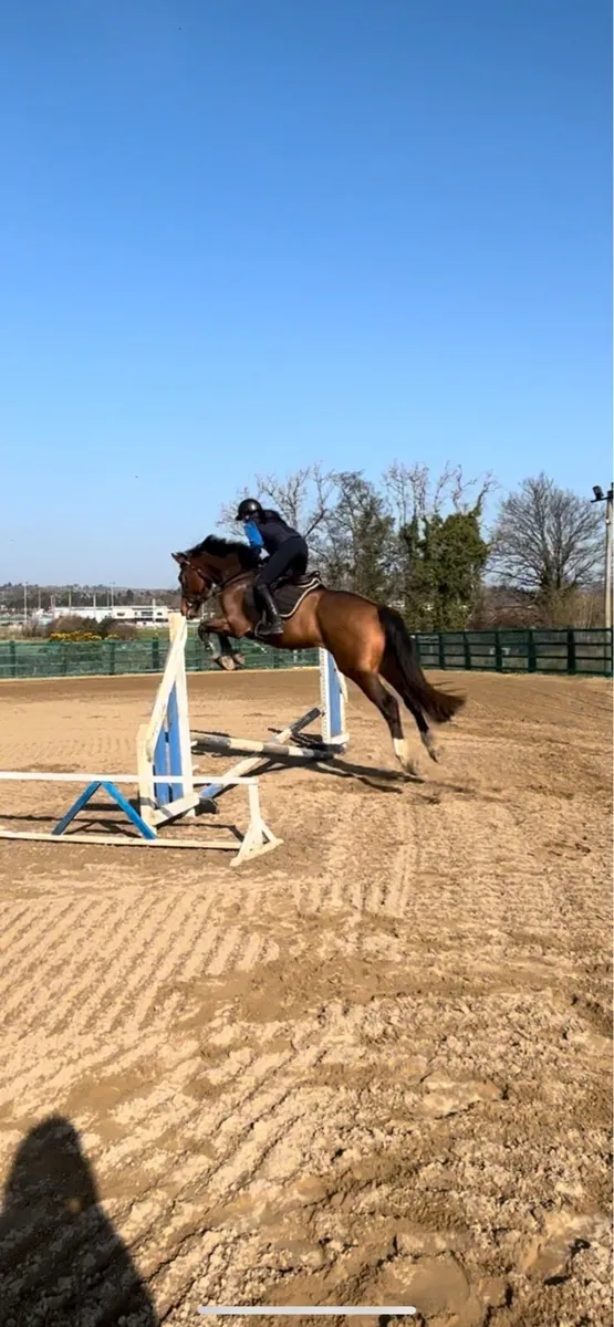 4 year old gelding - Image 3