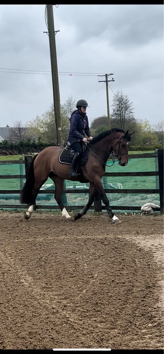 4 year old gelding - Image 4