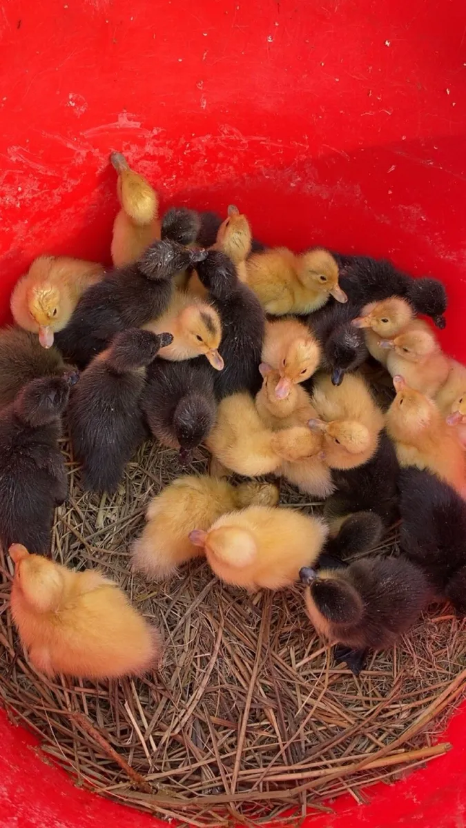 Ducklings