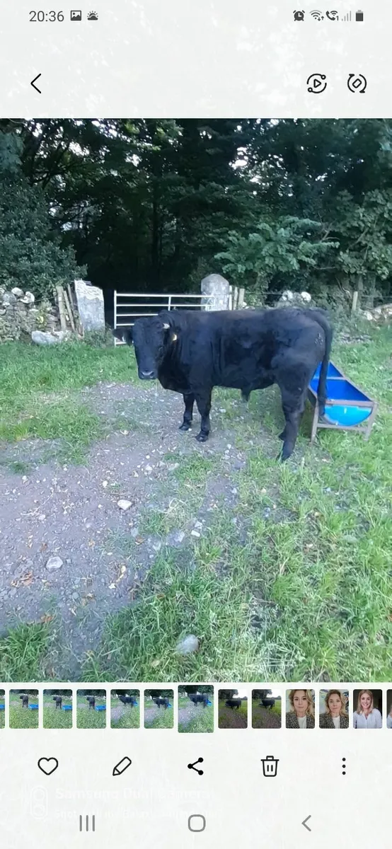 Weanling bulls - Image 2