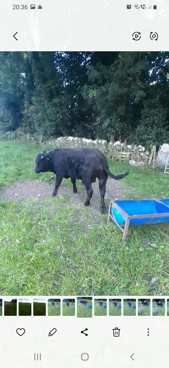 Weanling bulls - Image 3