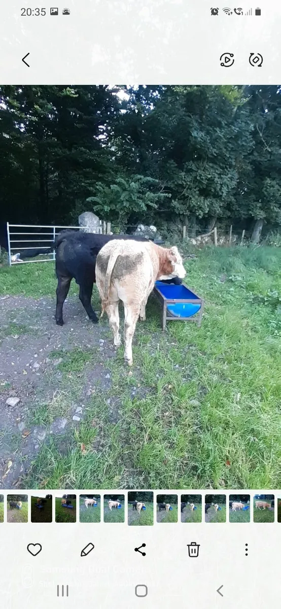 Weanling bulls - Image 4