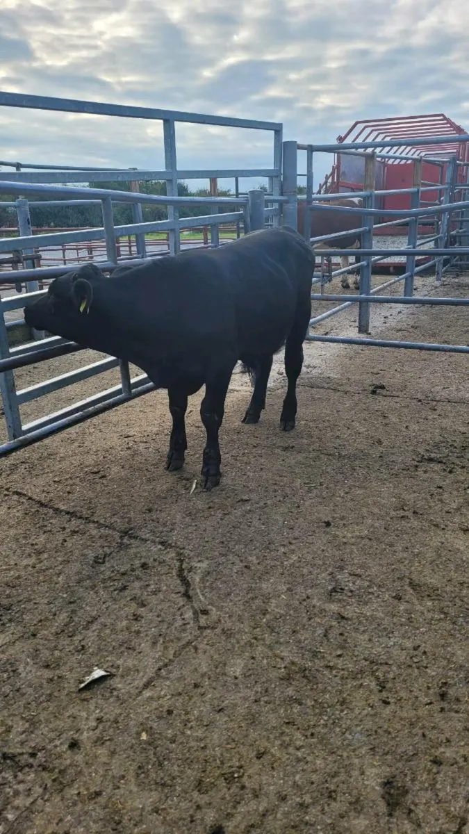 2 angus bulls weanlings - Image 1