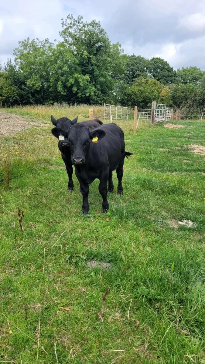 2 angus bulls weanlings - Image 2