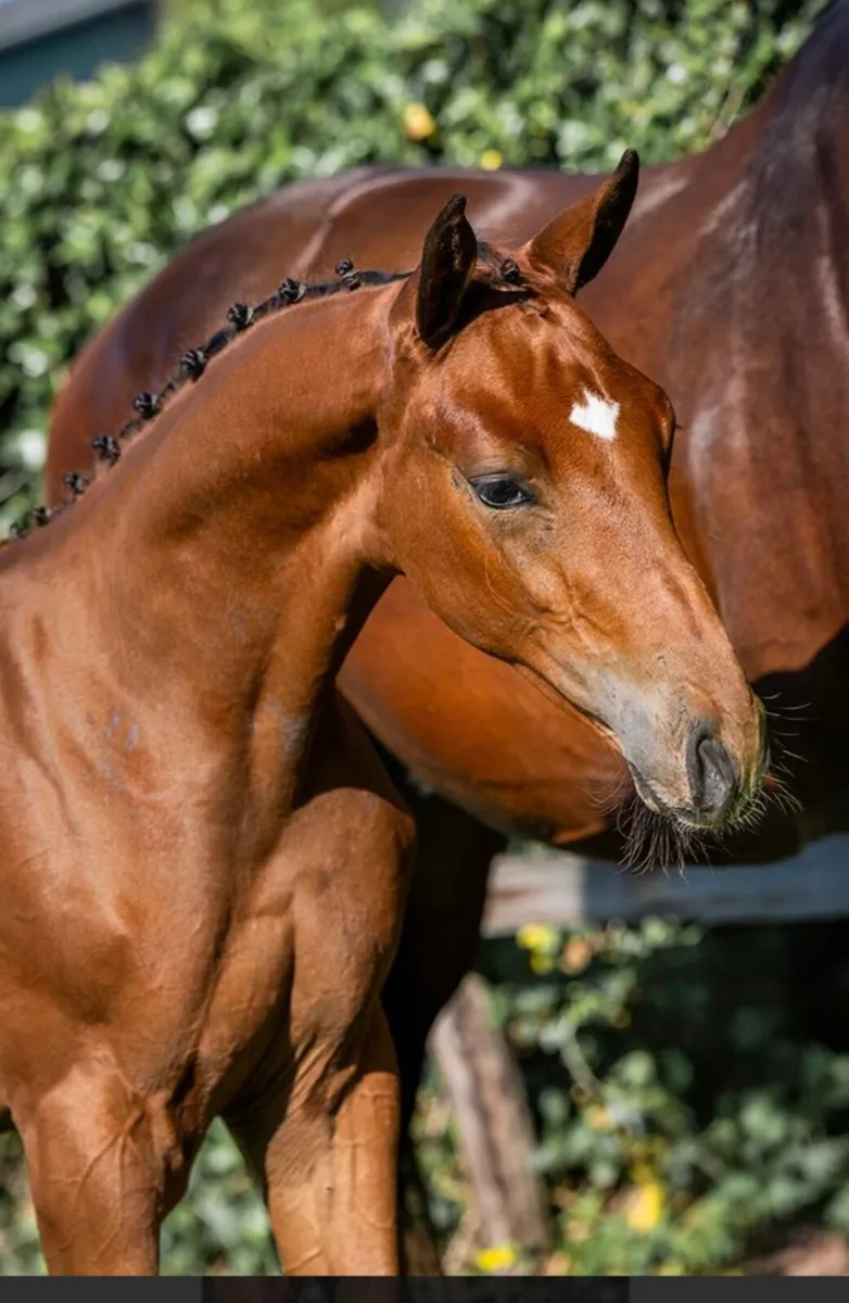 Colt Foal - Image 1