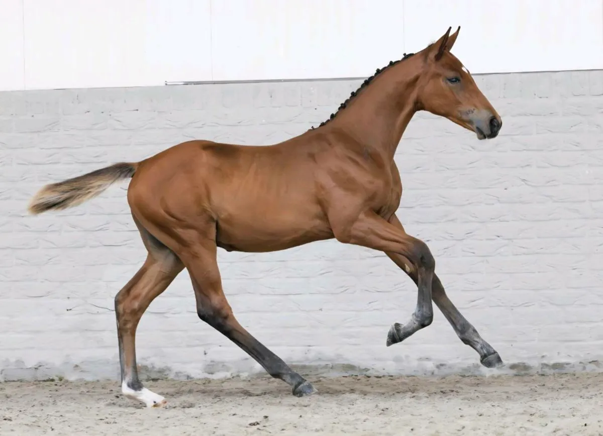 Colt Foal - Image 2