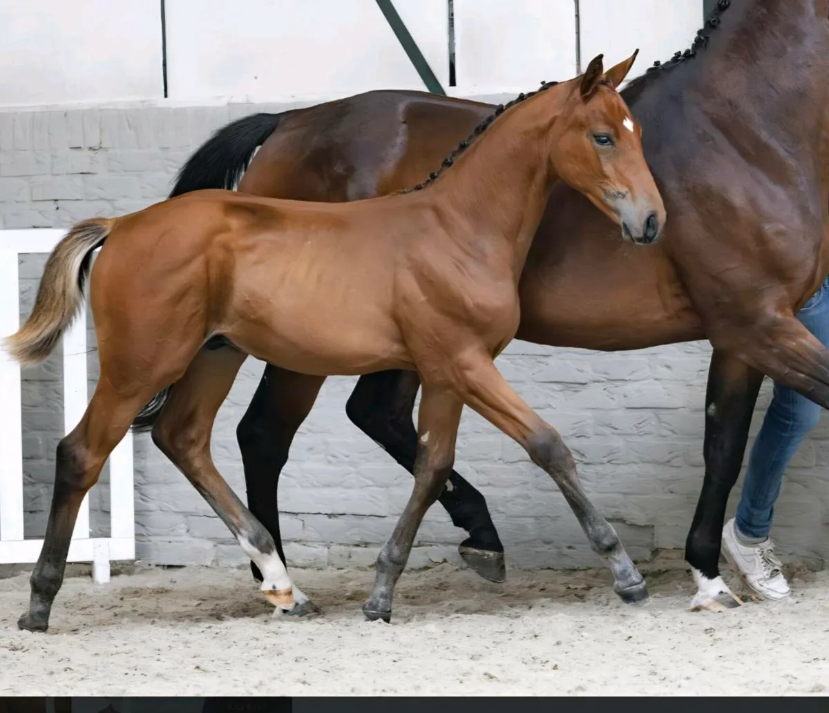 Colt Foal - Image 3