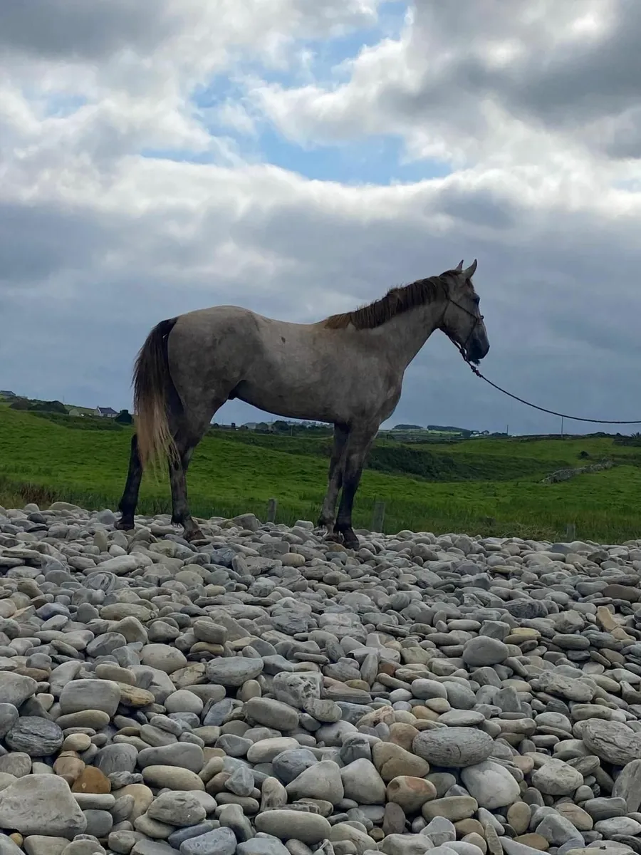 Sports Horse - Image 3