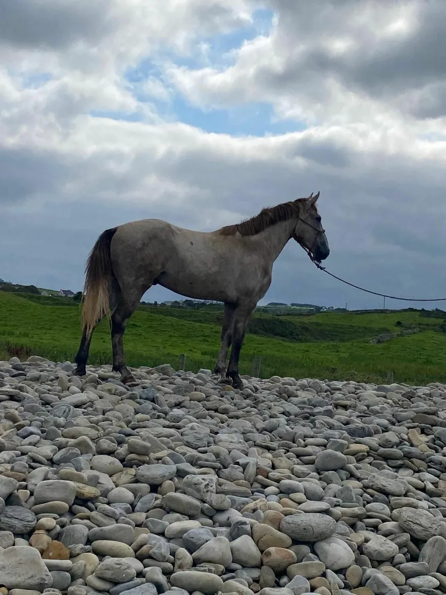 Sports Horse - Image 1