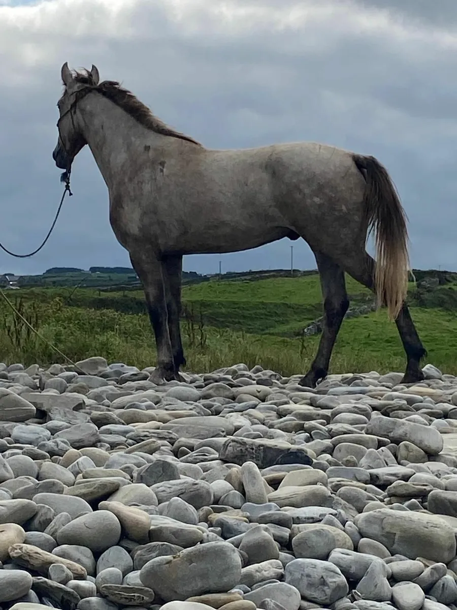 Sports Horse - Image 4