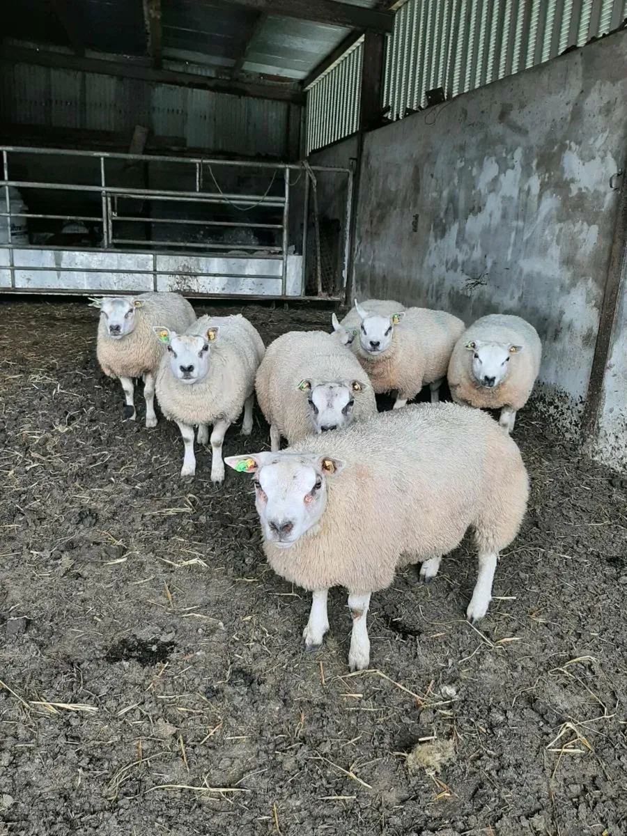 Beltex ram lambs - Image 1
