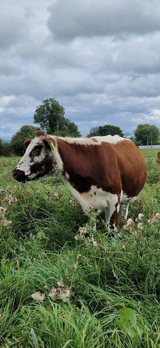 Irish moiled heifer - Image 1