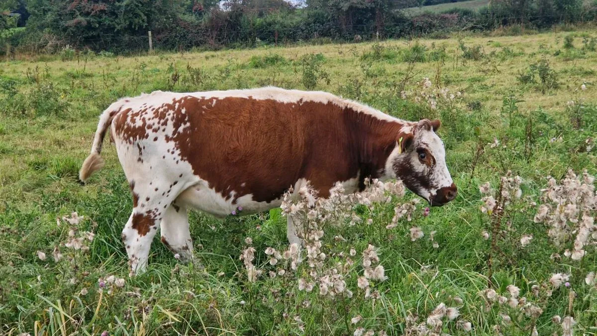 Irish moiled heifer - Image 2