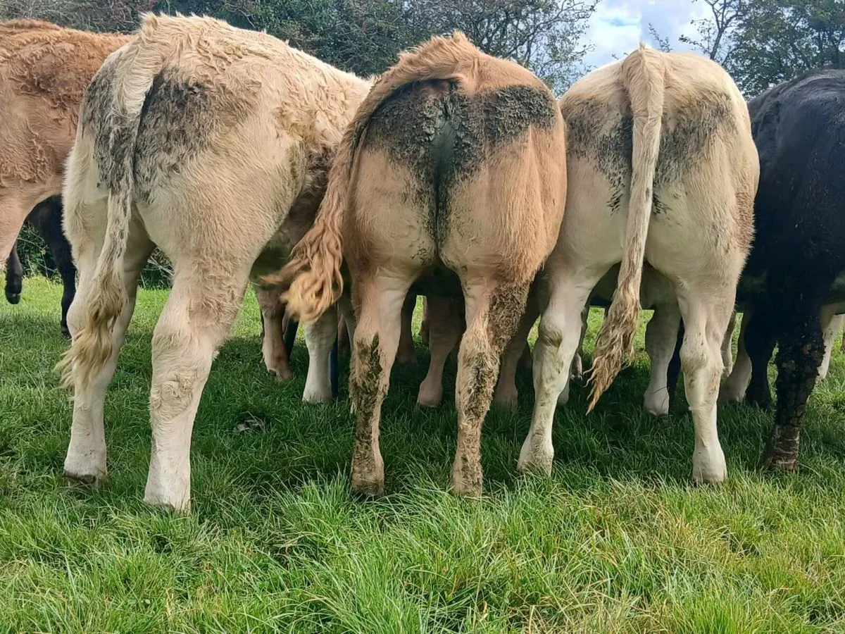 20 Outstanding Quality Heifers - Image 2