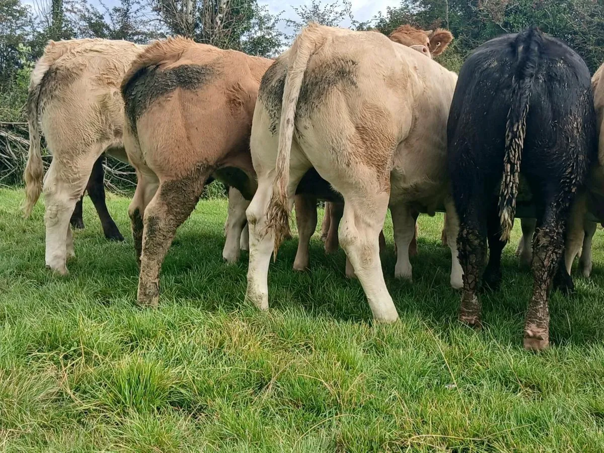 20 Outstanding Quality Heifers - Image 3