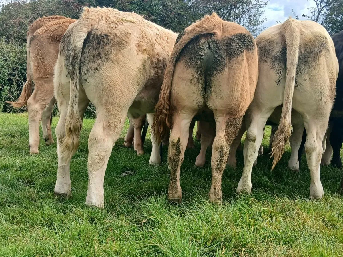 20 Outstanding Quality Heifers - Image 4