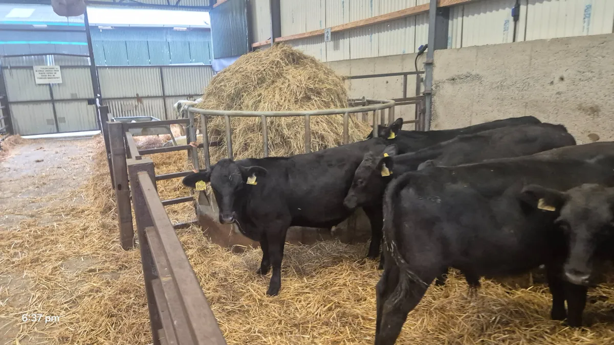 14 Runner bulls 4-5 Months old - Image 1