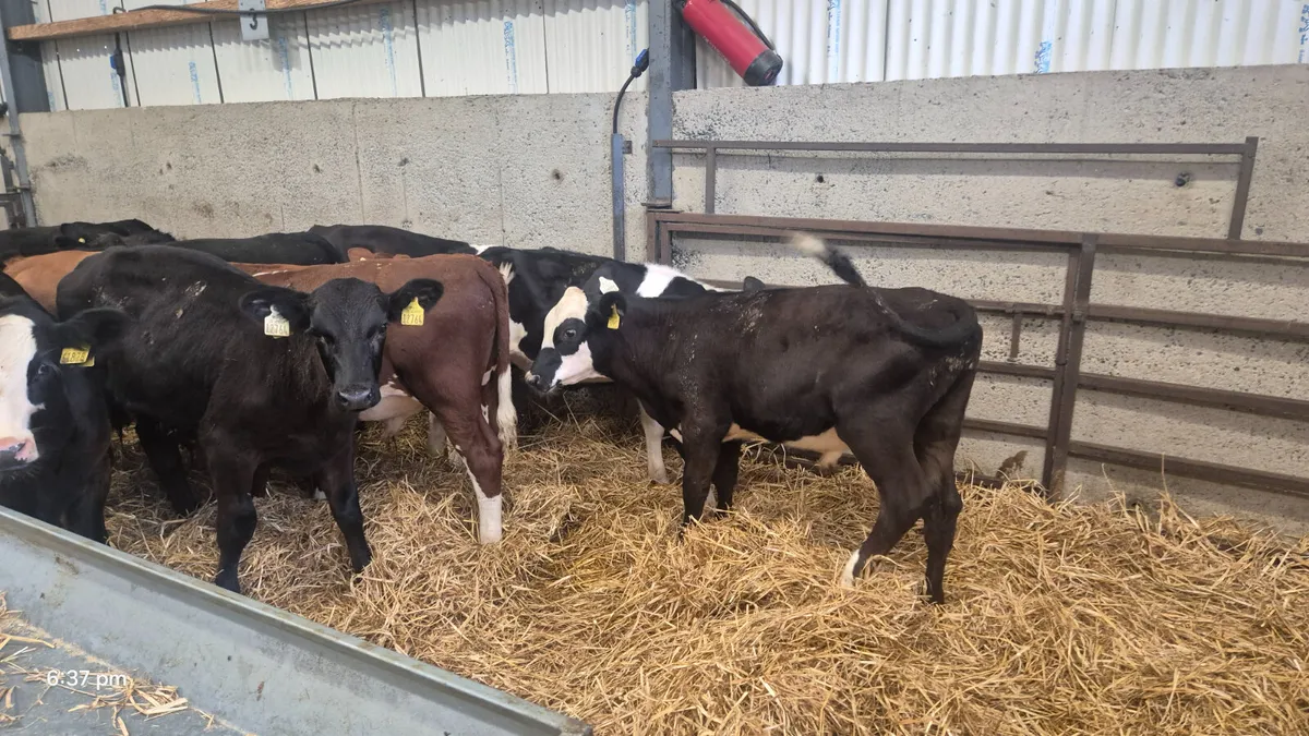 14 Runner bulls 4-5 Months old - Image 3