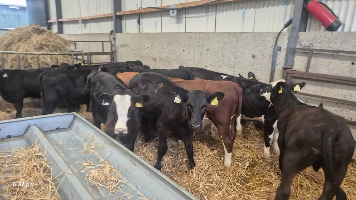 14 Runner bulls 4-5 Months old - Image 2