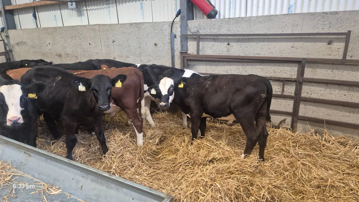 14 Runner bulls 4-5 Months old - Image 4