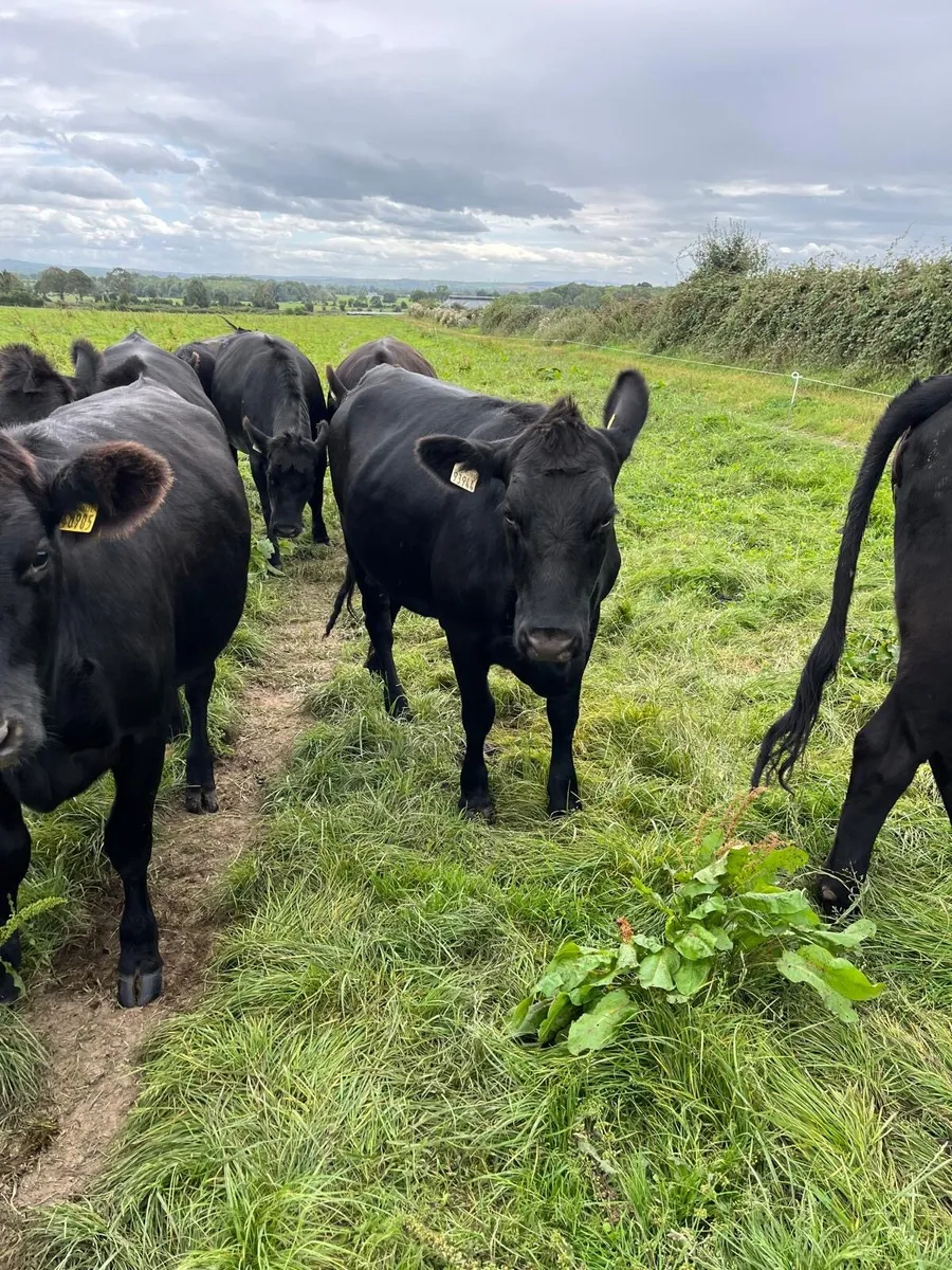 31 Angus Heifers - Image 2