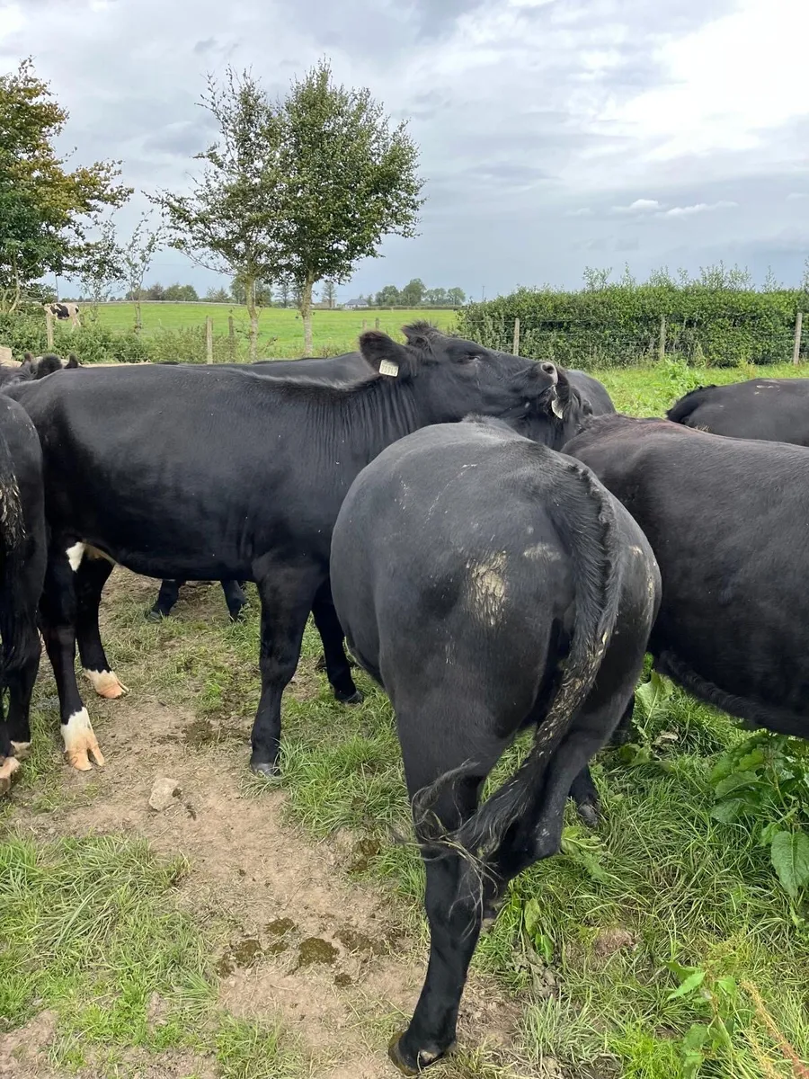 31 Angus Heifers - Image 3