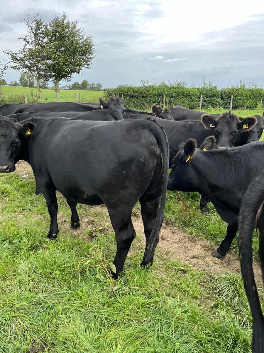 31 Angus Heifers - Image 4