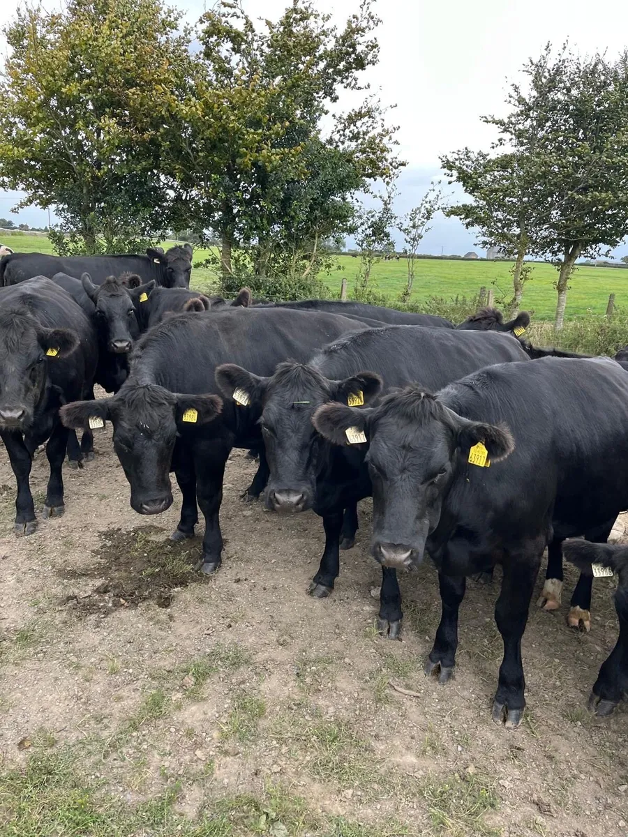 31 Angus Heifers - Image 1
