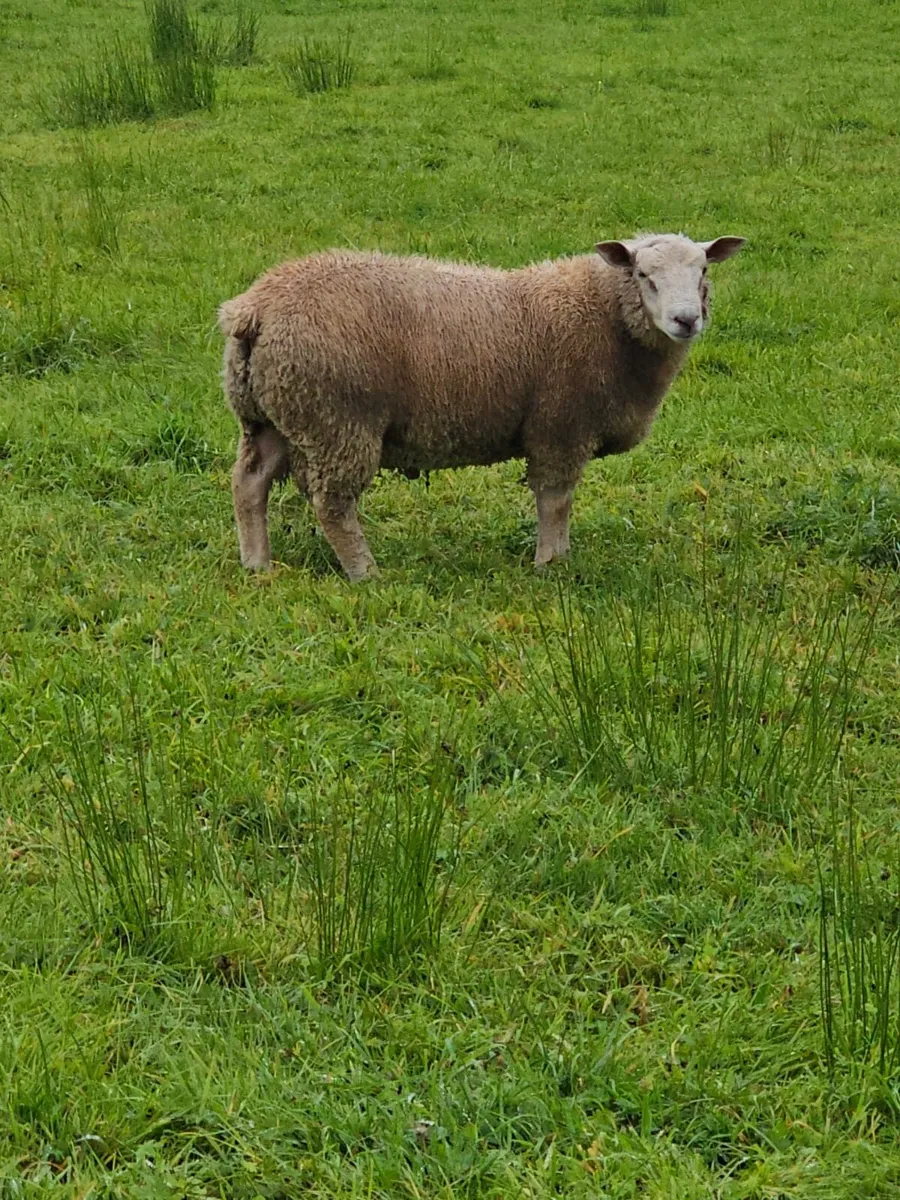 Pedigree Charollais Rams and Hoggets - Image 2