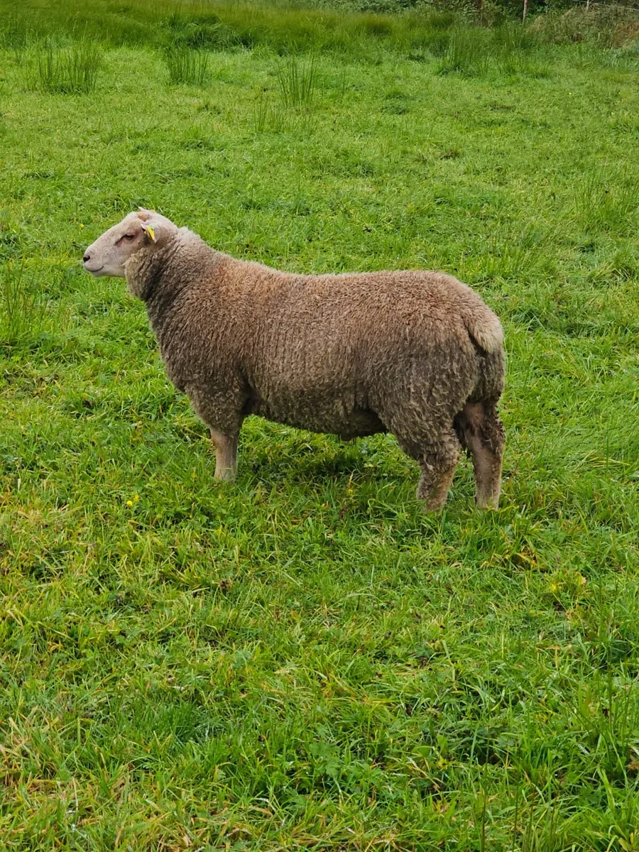 Pedigree Charollais Rams and Hoggets - Image 3
