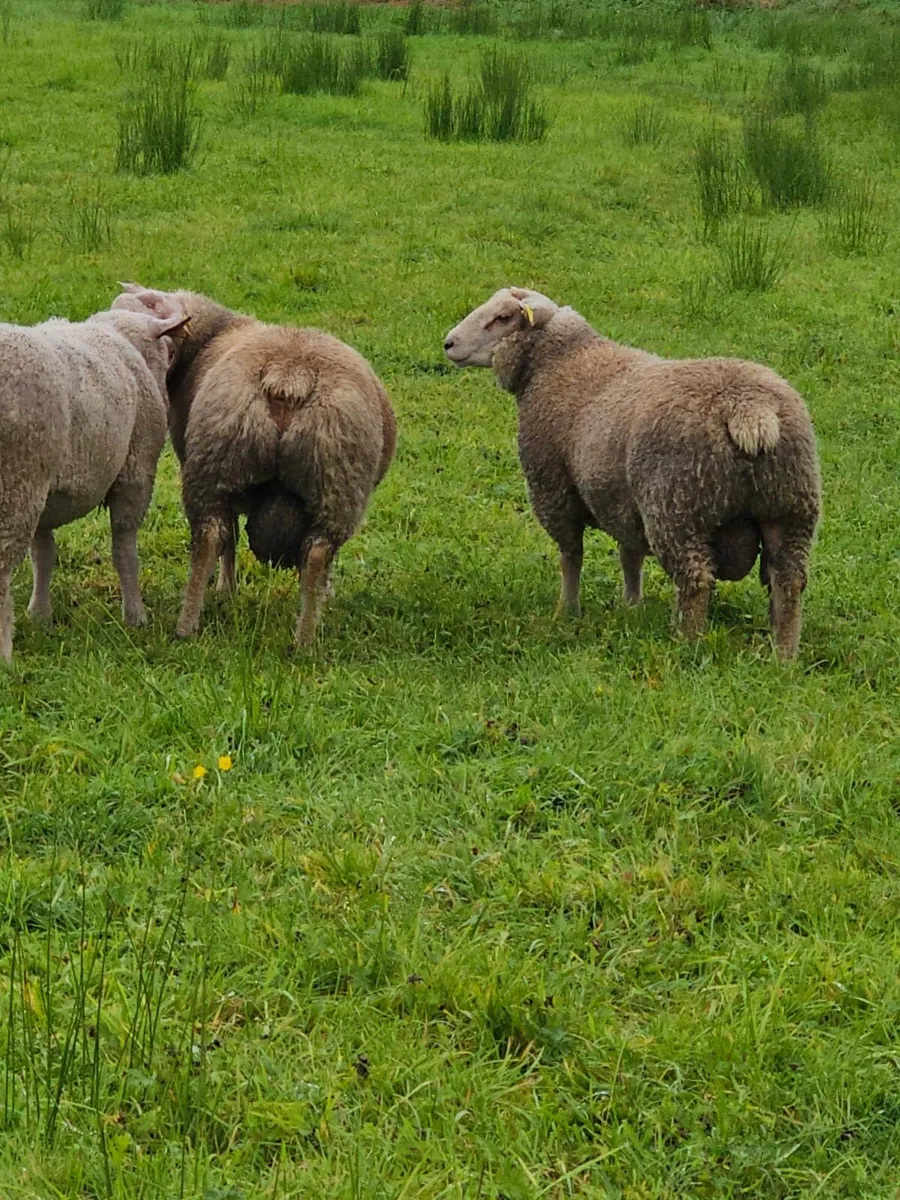 Pedigree Charollais Rams and Hoggets - Image 4