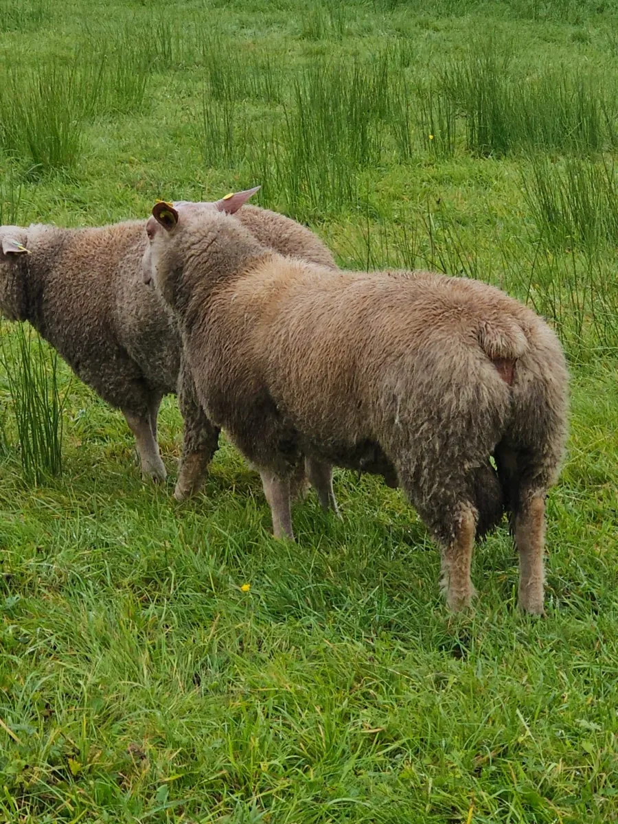 Pedigree Charollais Rams and Hoggets - Image 1