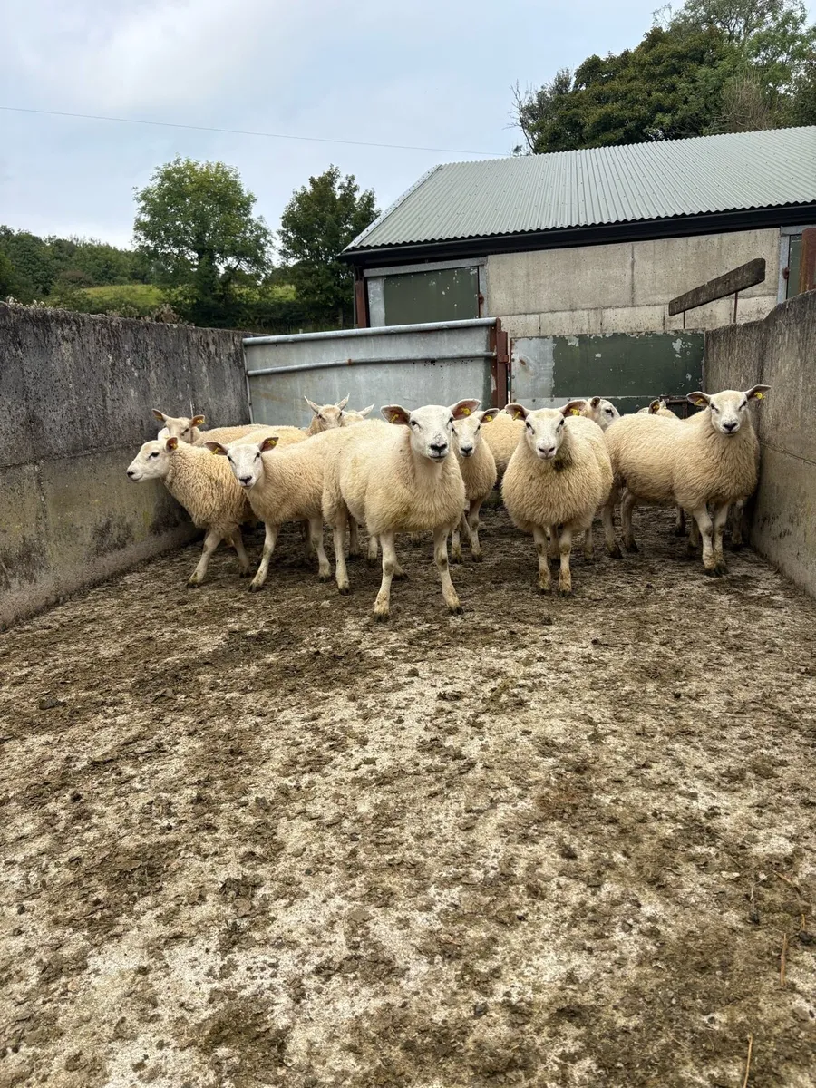 Organic lambs - Image 1