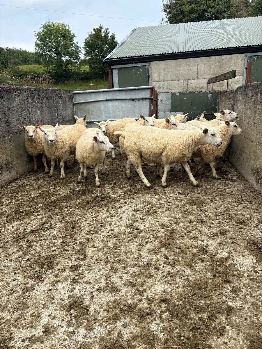 Organic lambs - Image 3