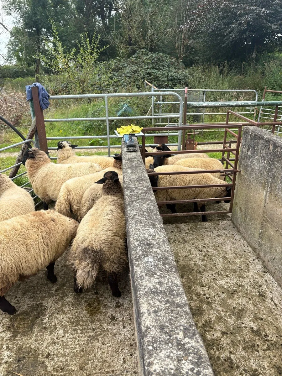 Organic lambs - Image 4