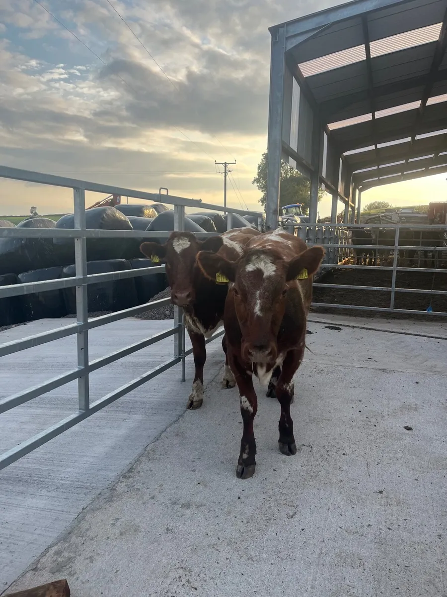 Heifers for sale - Image 1